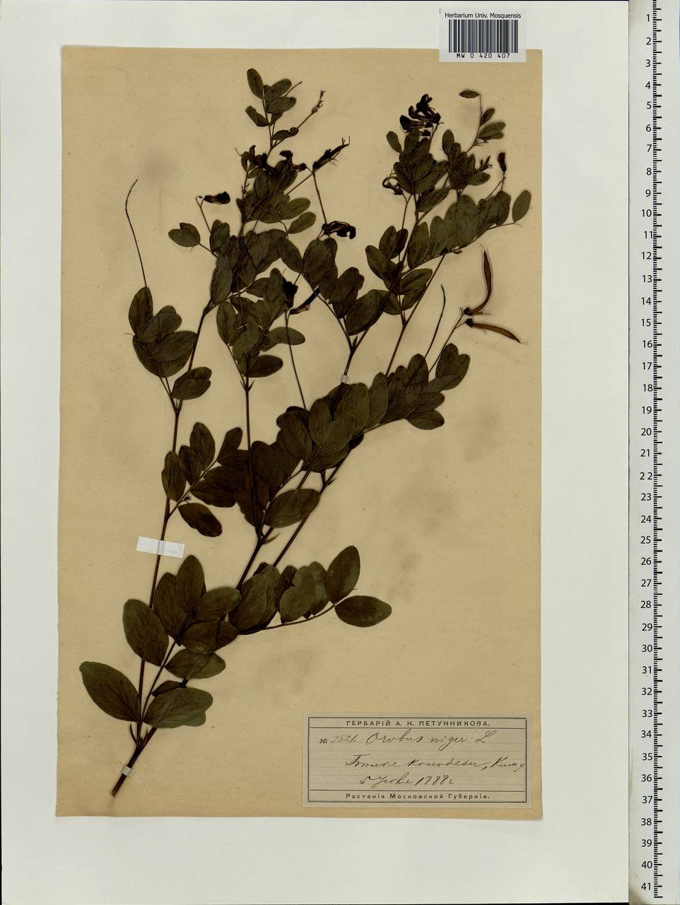 Lathyrus niger (L.)Bernh., Eastern Europe, Moscow region (E4a) (Russia)