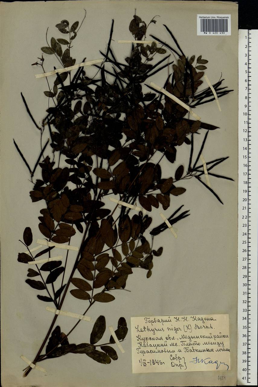 Lathyrus niger (L.)Bernh., Eastern Europe, Central forest-and-steppe region (E6) (Russia)