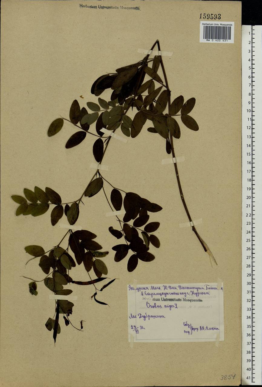 Lathyrus niger (L.)Bernh., Eastern Europe, Central forest-and-steppe region (E6) (Russia)