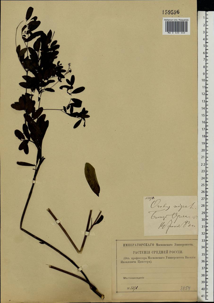 Lathyrus niger (L.)Bernh., Eastern Europe, Central forest-and-steppe region (E6) (Russia)