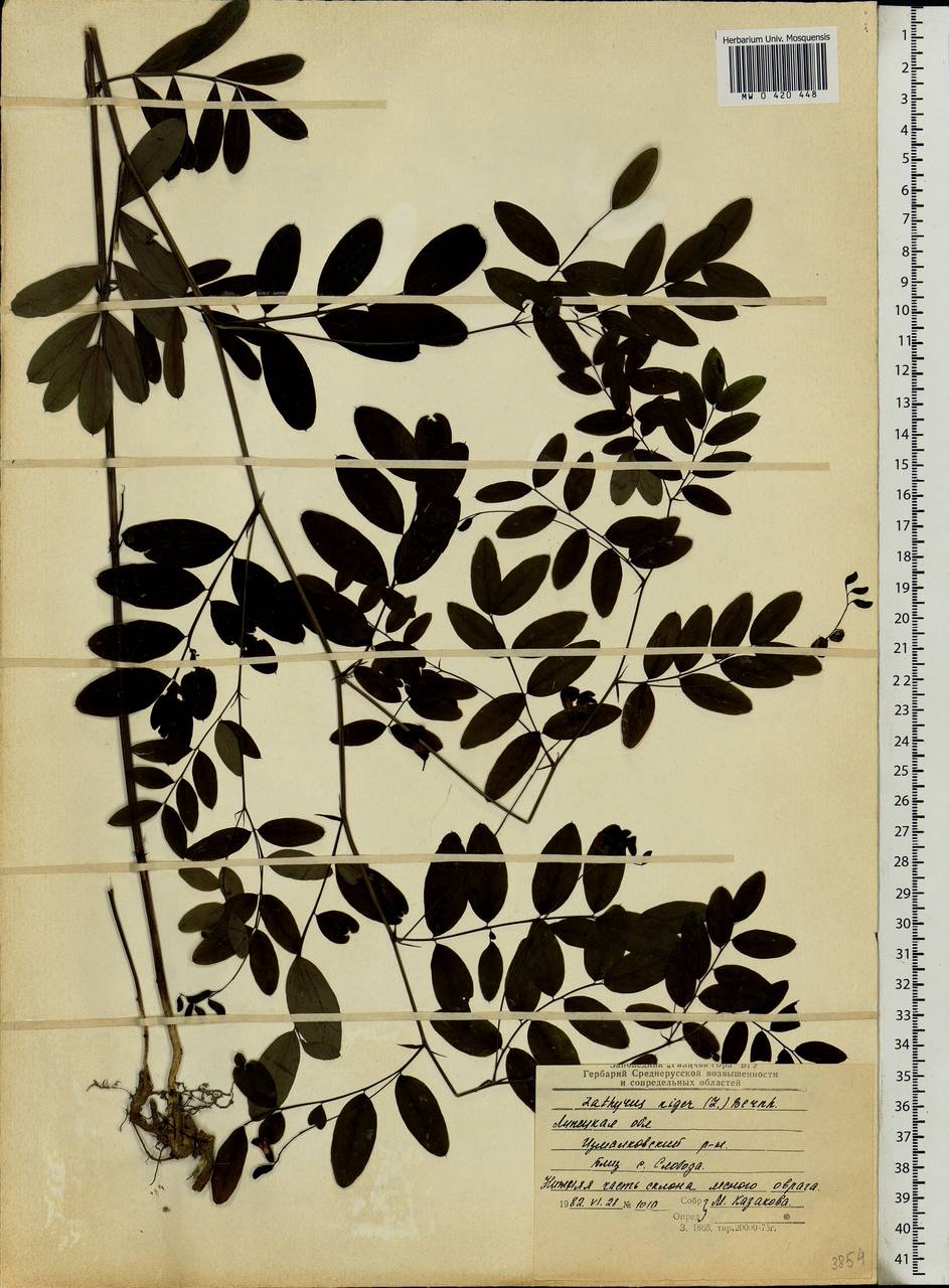 Lathyrus niger (L.)Bernh., Eastern Europe, Central forest-and-steppe region (E6) (Russia)