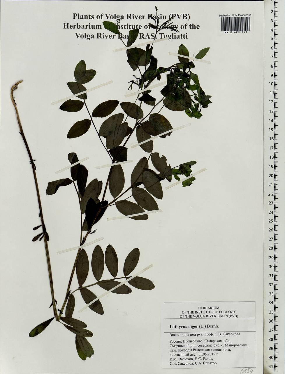 Lathyrus niger (L.)Bernh., Eastern Europe, Middle Volga region (E8) (Russia)