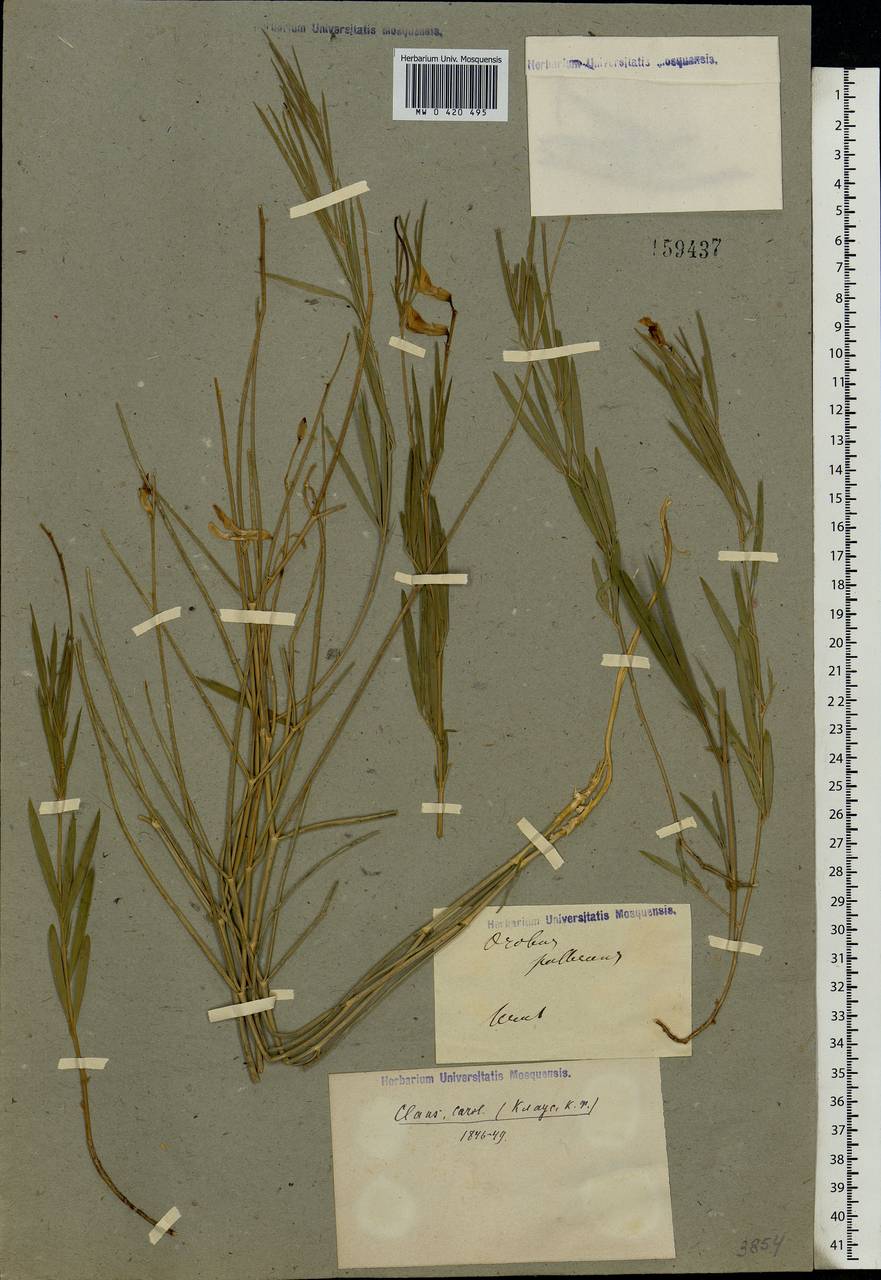 Lathyrus pallescens (M.Bieb.) K.Koch, Eastern Europe, Eastern region (E10) (Russia)