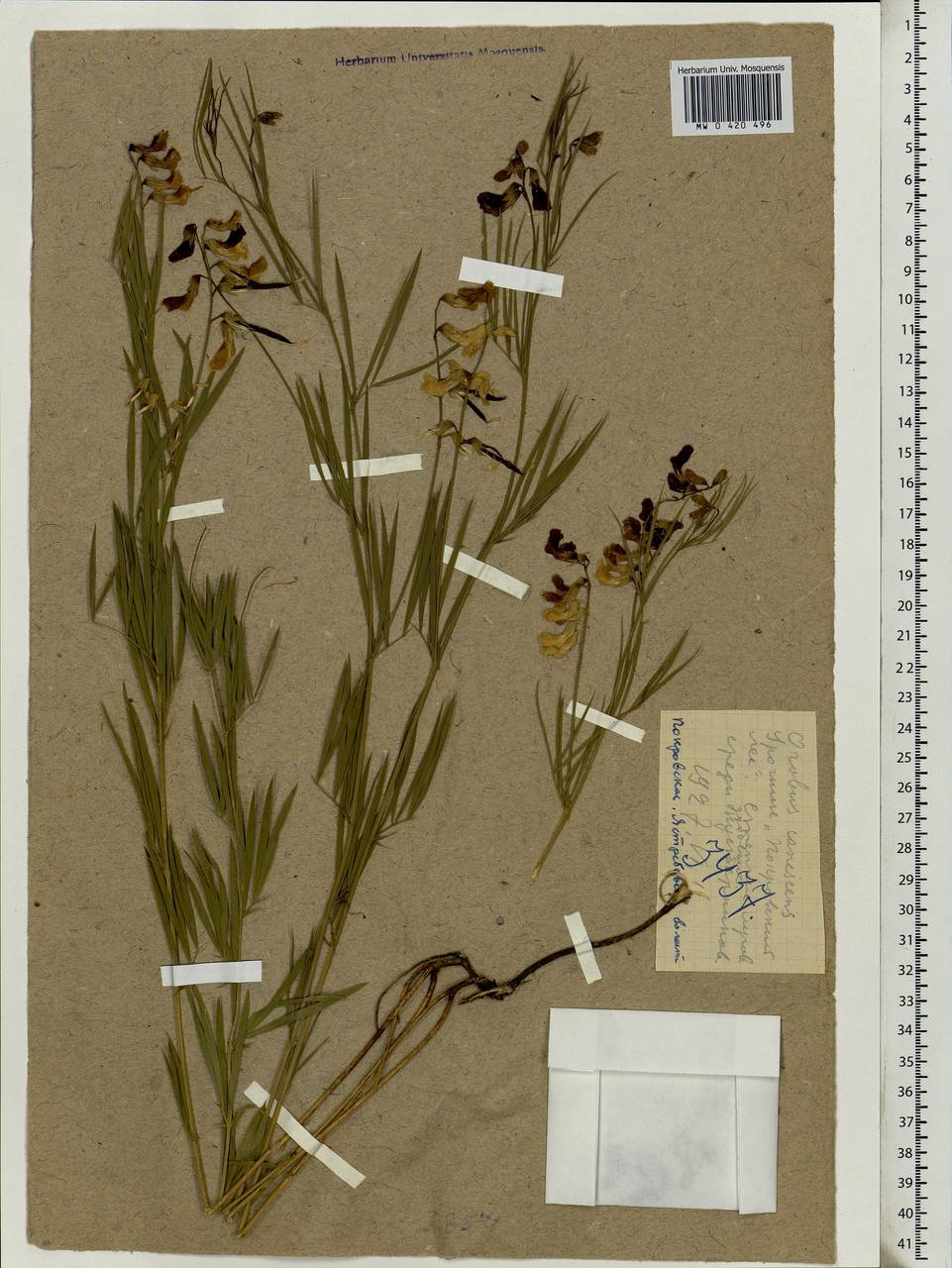 Lathyrus pallescens (M.Bieb.)K.Koch, Eastern Europe, Central forest-and-steppe region (E6) (Russia)