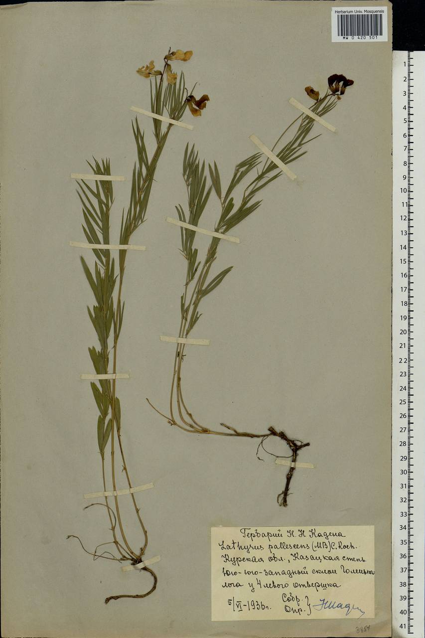 Lathyrus pallescens (M.Bieb.)K.Koch, Eastern Europe, Central forest-and-steppe region (E6) (Russia)