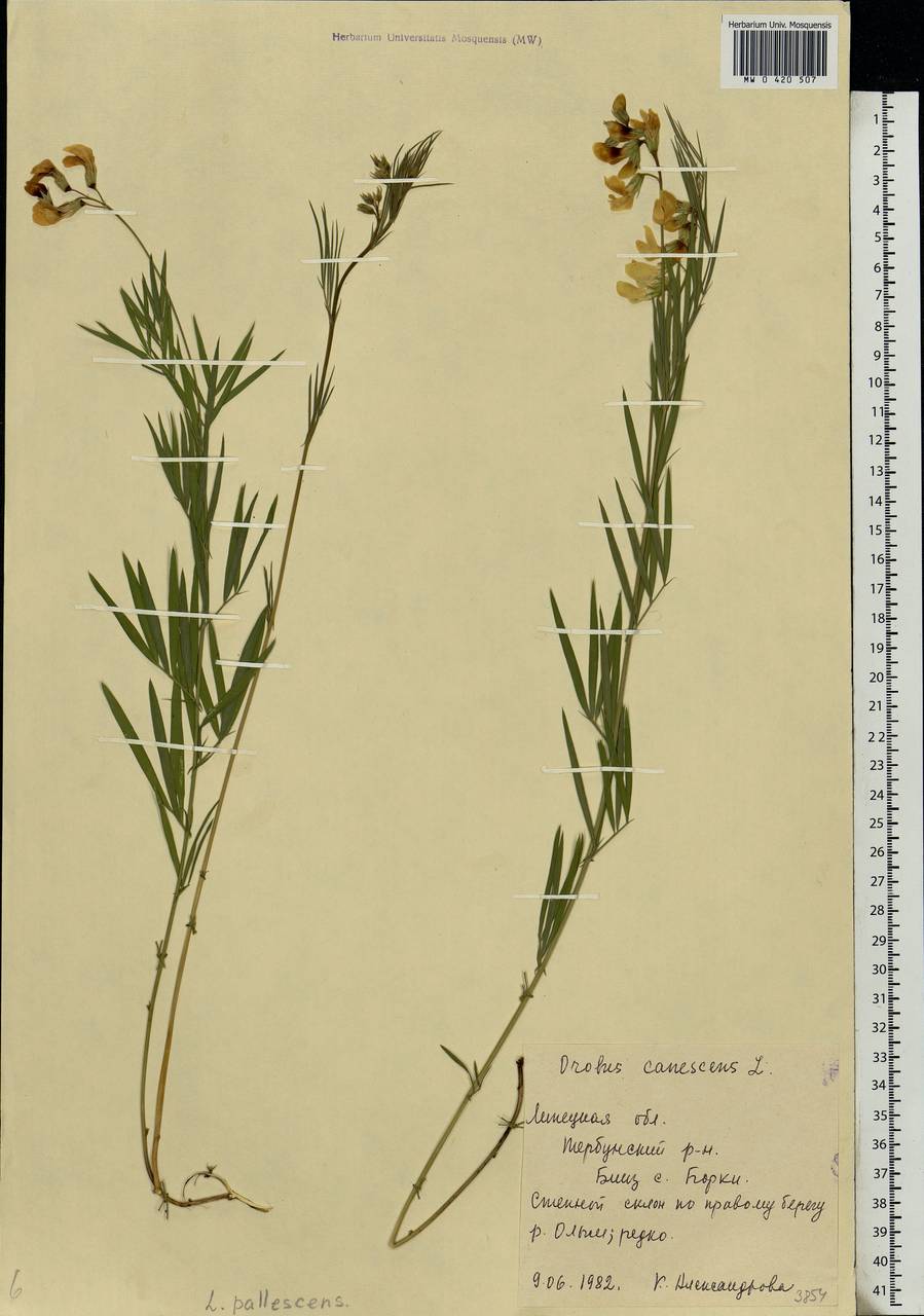 Lathyrus pallescens (M.Bieb.)K.Koch, Eastern Europe, Central forest-and-steppe region (E6) (Russia)