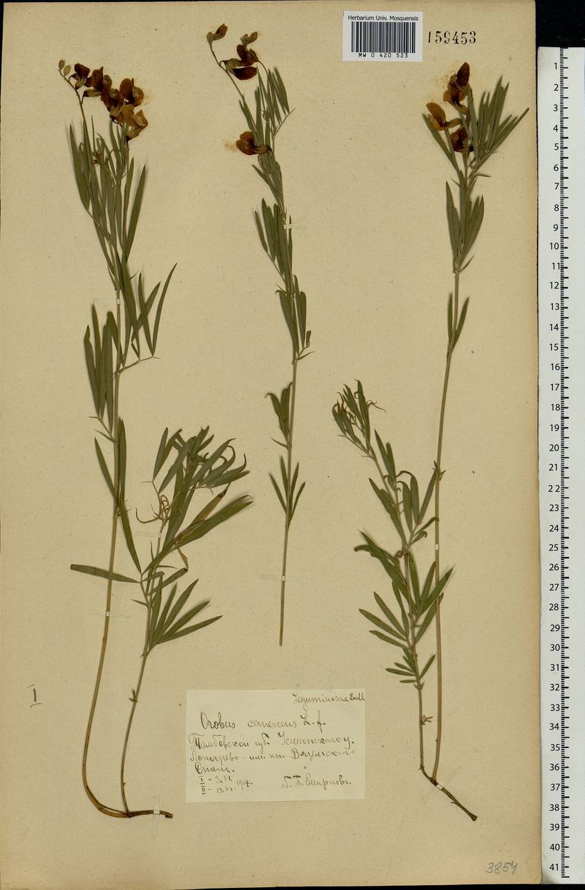 Lathyrus pallescens (M.Bieb.)K.Koch, Eastern Europe, Central forest-and-steppe region (E6) (Russia)