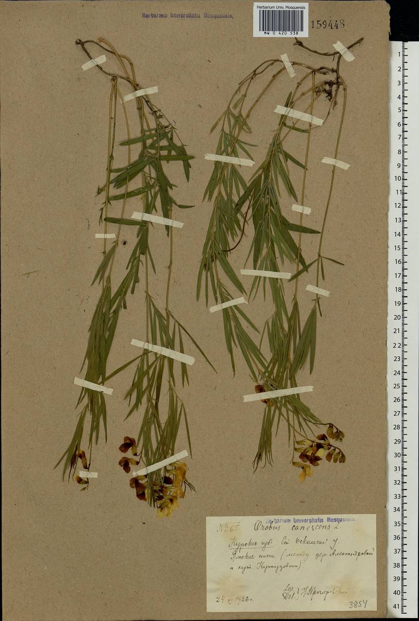 Lathyrus pallescens (M.Bieb.)K.Koch, Eastern Europe, Central forest-and-steppe region (E6) (Russia)