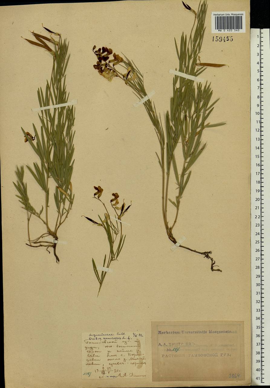 Lathyrus pallescens (M.Bieb.)K.Koch, Eastern Europe, Central forest-and-steppe region (E6) (Russia)