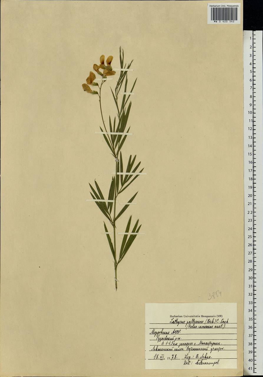 Lathyrus pallescens (M.Bieb.)K.Koch, Eastern Europe, Middle Volga region (E8) (Russia)