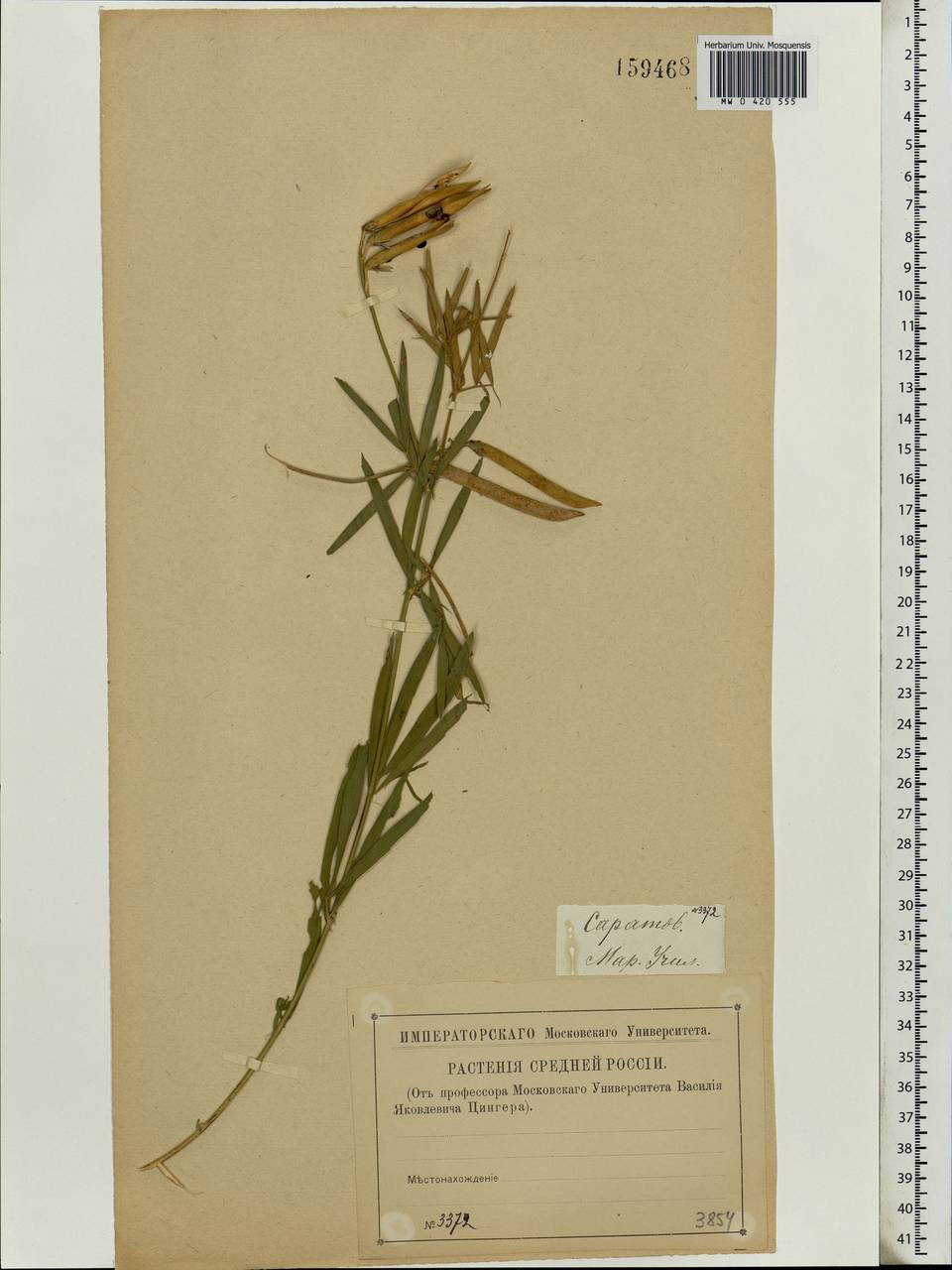 Lathyrus pallescens (M.Bieb.)K.Koch, Eastern Europe, Lower Volga region (E9) (Russia)