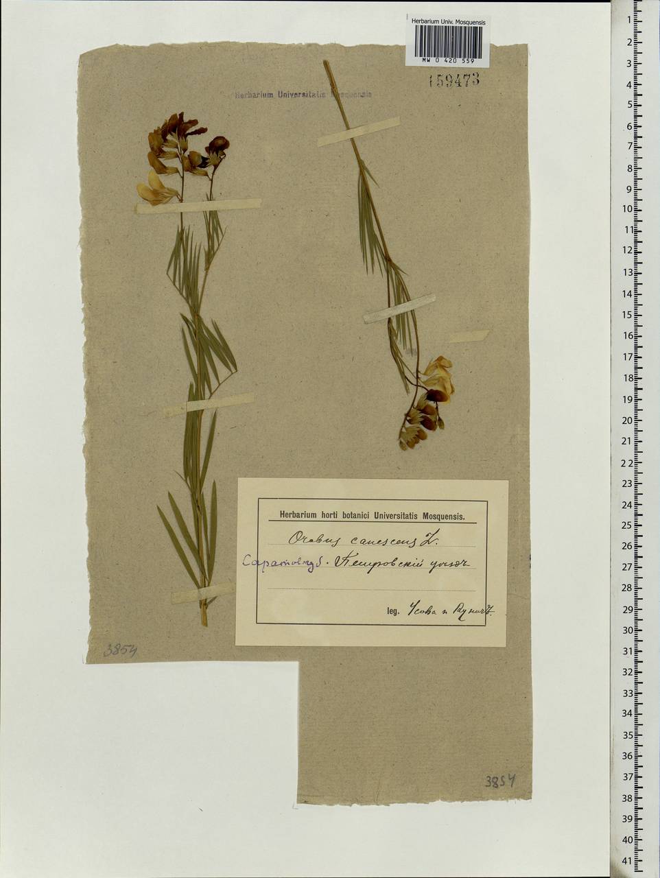 Lathyrus pallescens (M.Bieb.) K.Koch, Eastern Europe, Middle Volga region (E8) (Russia)