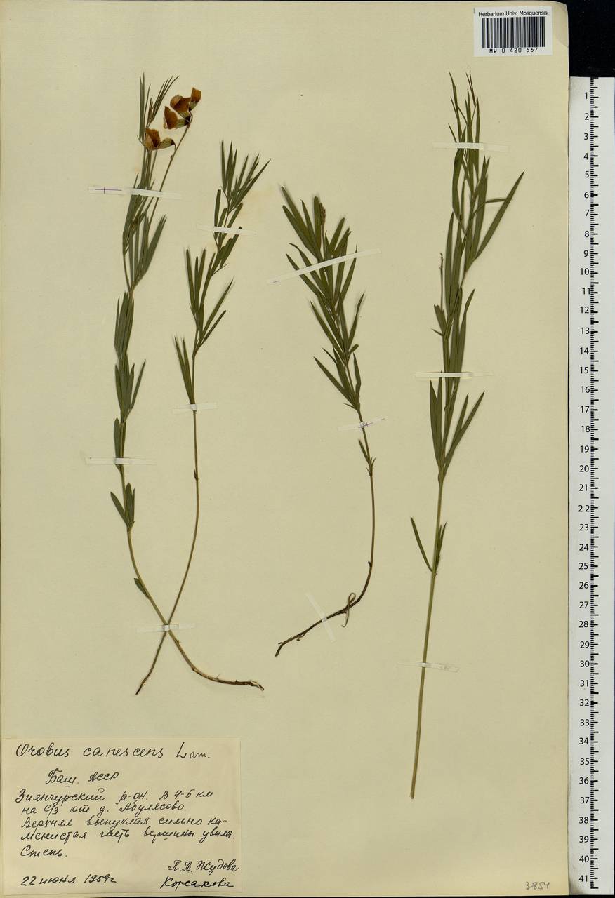 Lathyrus pallescens (M.Bieb.)K.Koch, Eastern Europe, Eastern region (E10) (Russia)