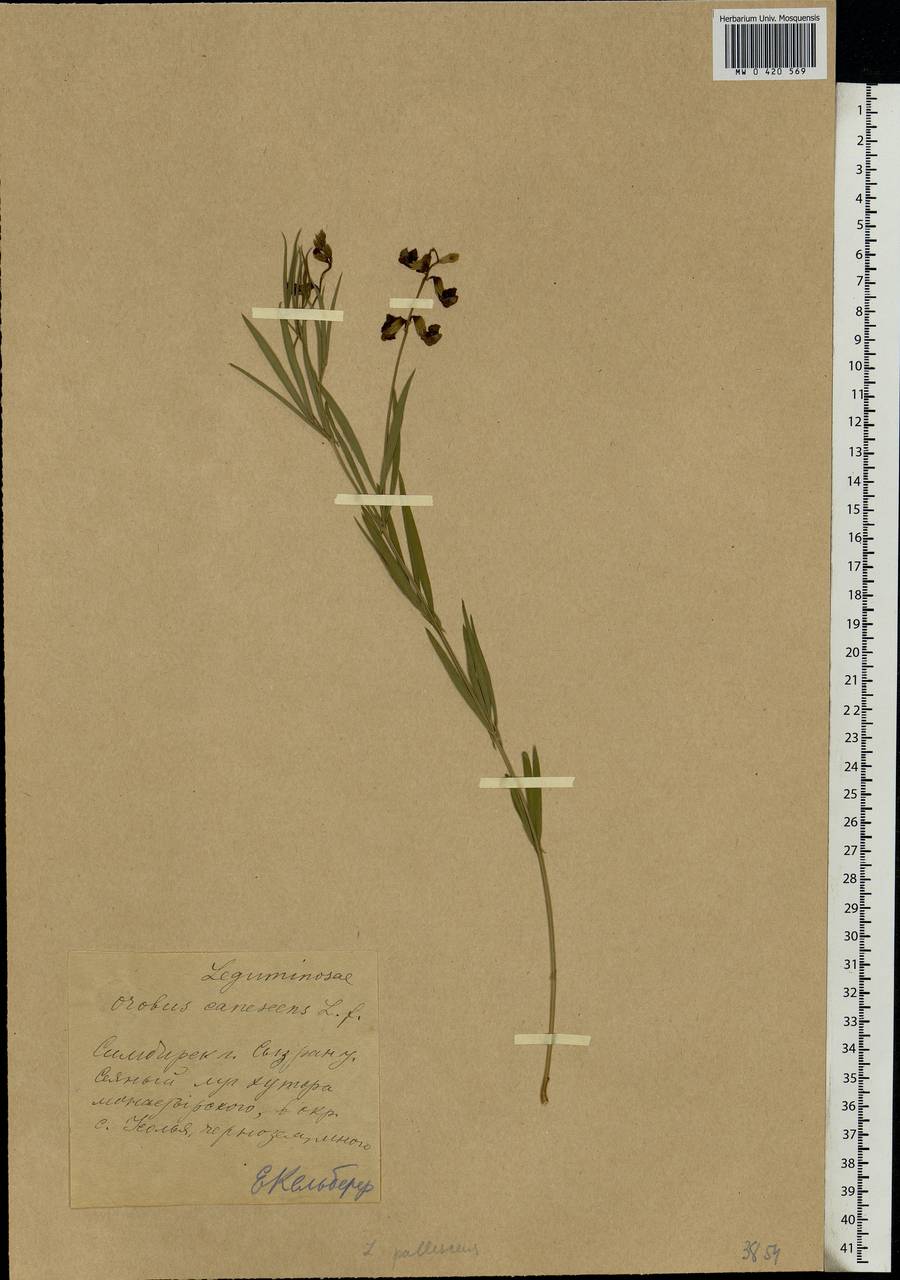 Lathyrus pallescens (M.Bieb.) K.Koch, Eastern Europe, Middle Volga region (E8) (Russia)