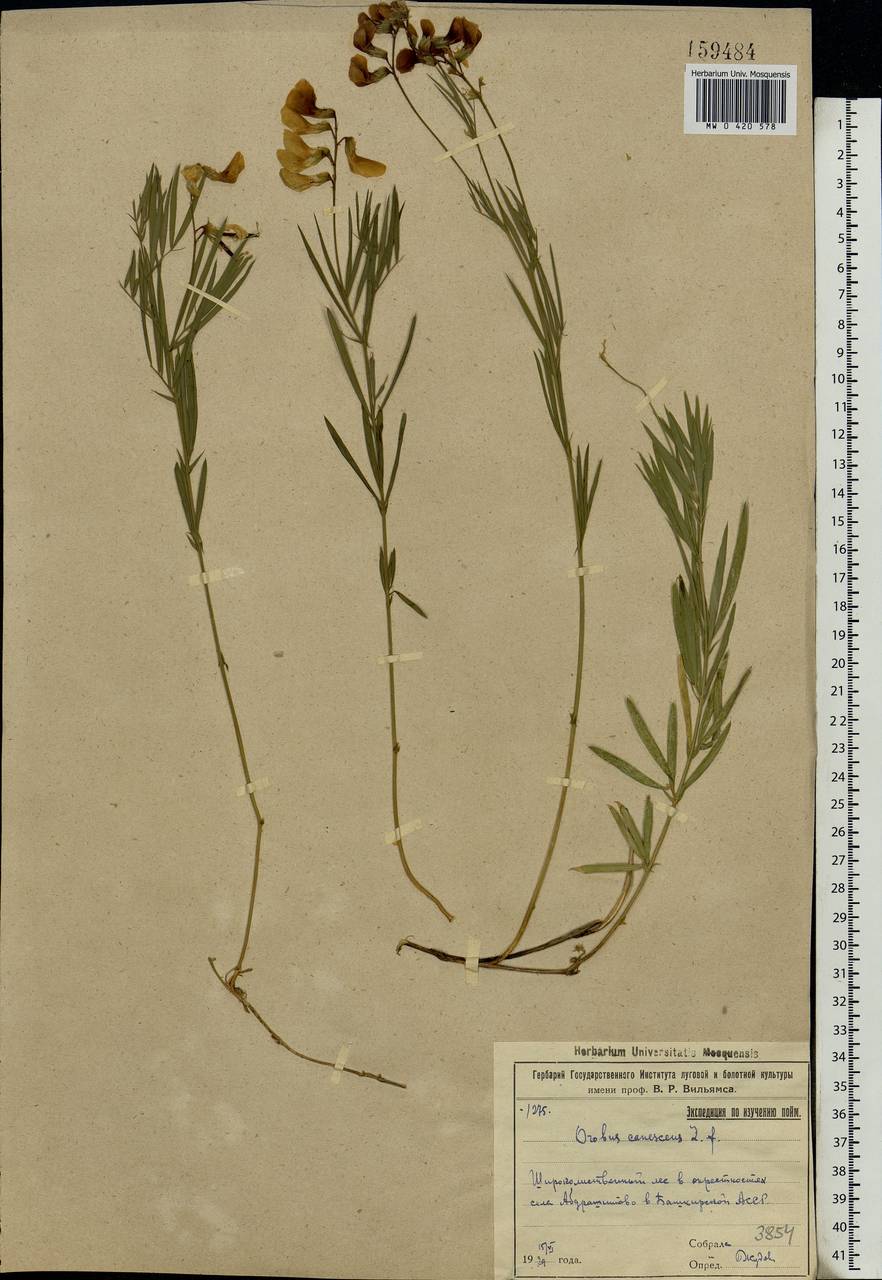 Lathyrus pallescens (M.Bieb.)K.Koch, Eastern Europe, Eastern region (E10) (Russia)