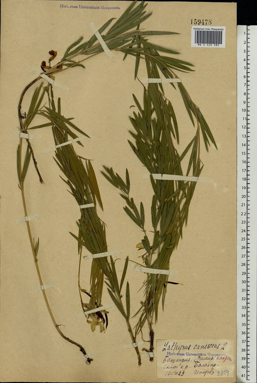 Lathyrus pallescens (M.Bieb.)K.Koch, Eastern Europe, Eastern region (E10) (Russia)