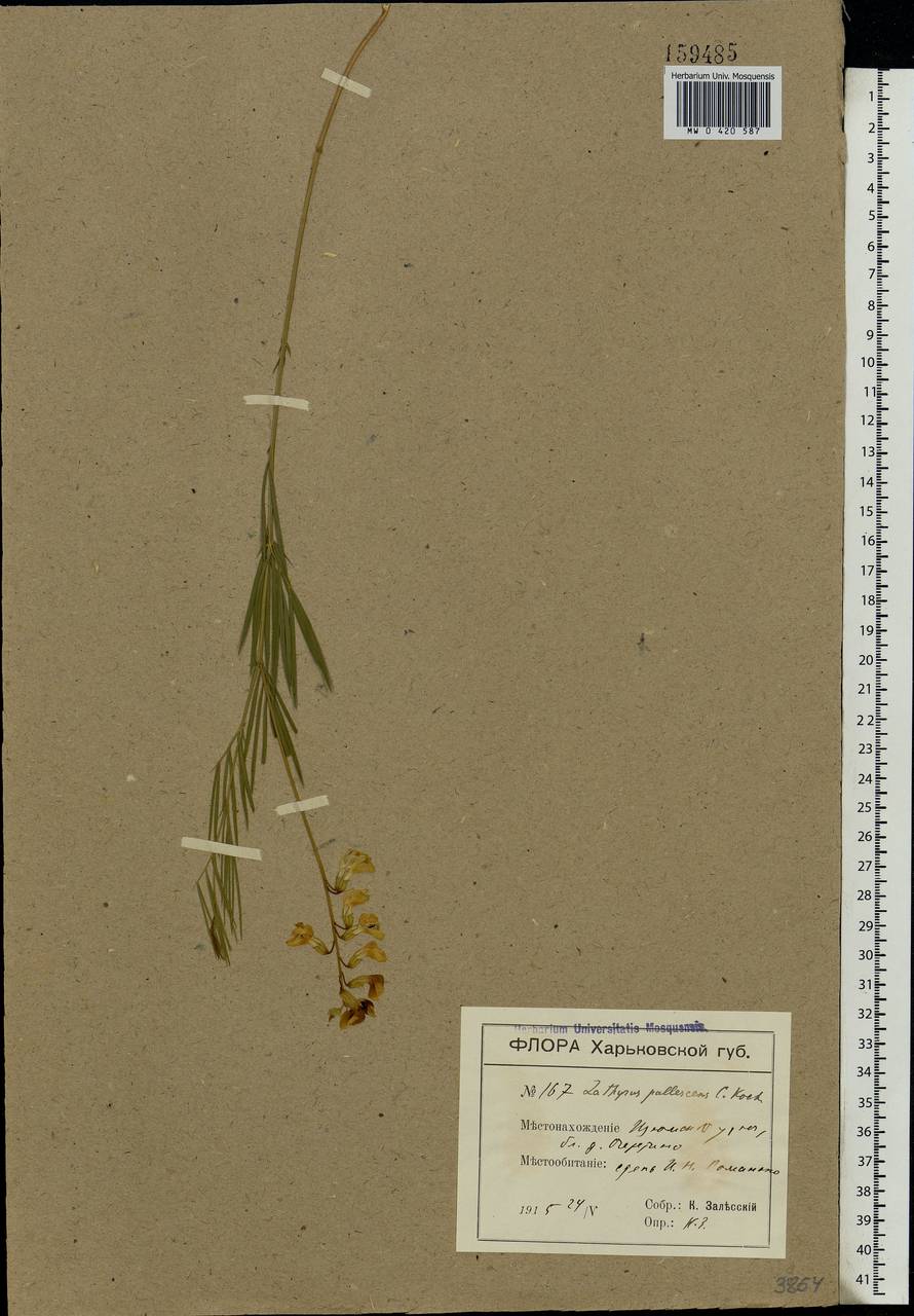 Lathyrus pallescens (M.Bieb.)K.Koch, Eastern Europe, South Ukrainian region (E12) (Ukraine)