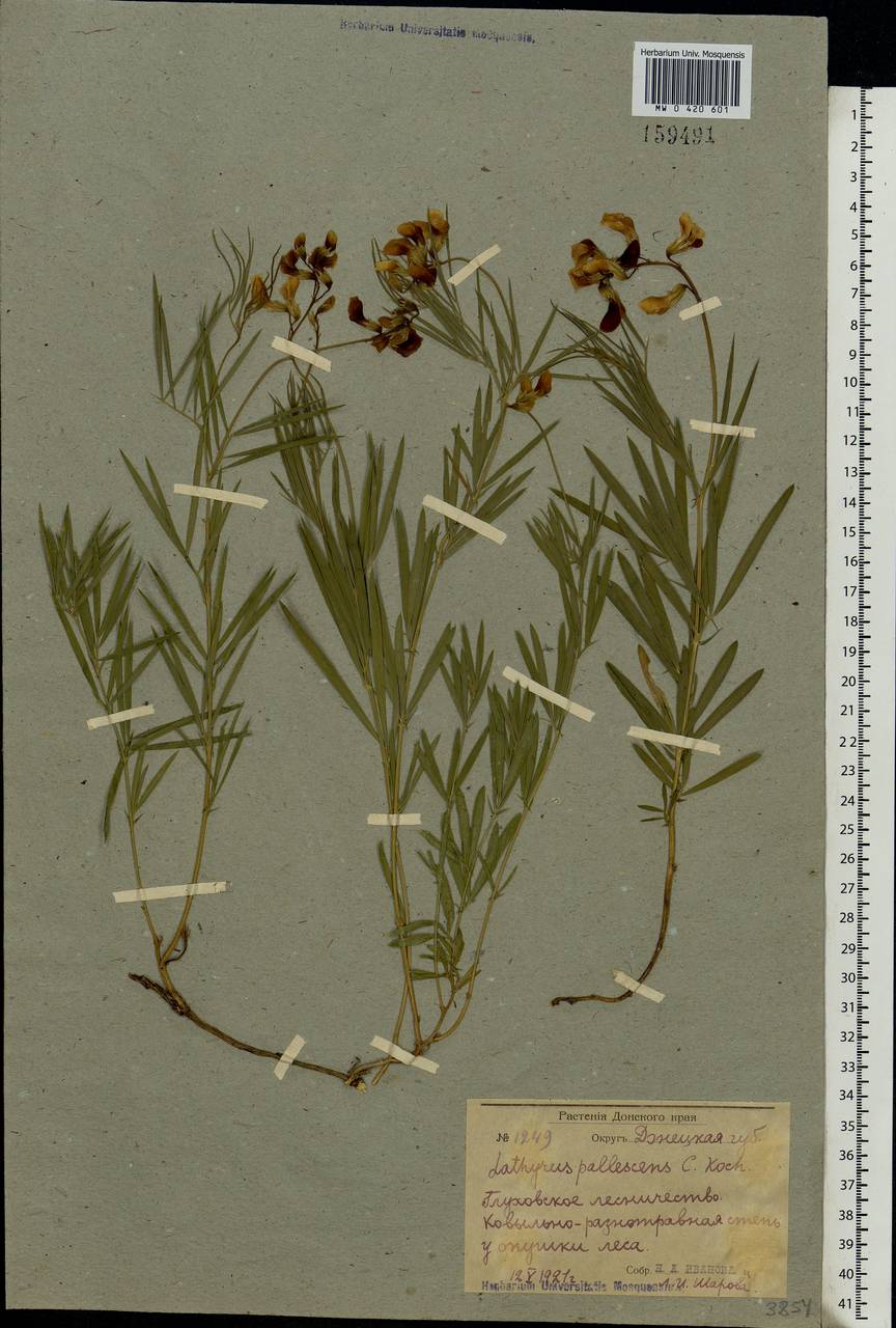 Lathyrus pallescens (M.Bieb.)K.Koch, Eastern Europe, South Ukrainian region (E12) (Ukraine)