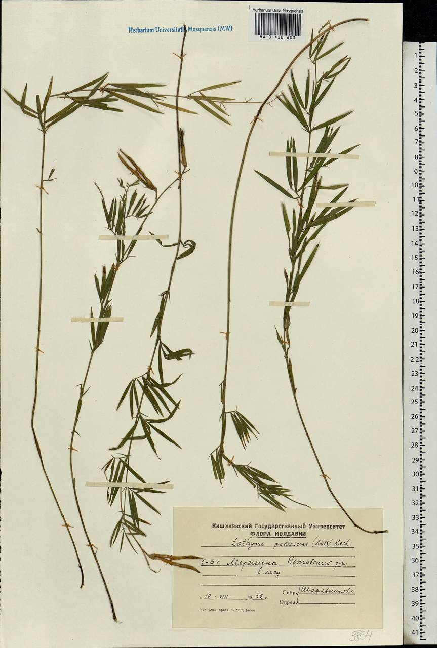 Lathyrus pallescens (M.Bieb.)K.Koch, Eastern Europe, Moldova (E13a) (Moldova)