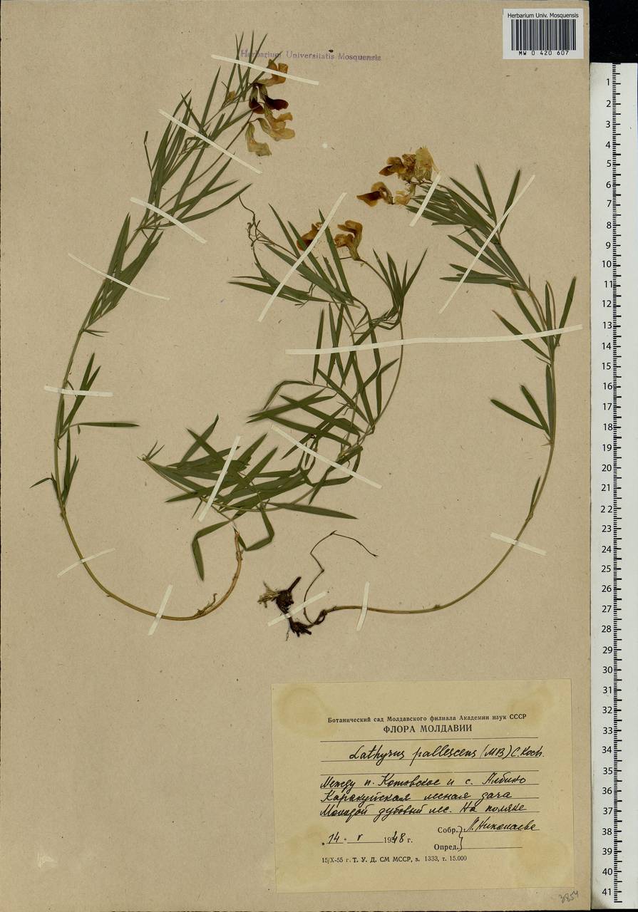 Lathyrus pallescens (M.Bieb.)K.Koch, Eastern Europe, Moldova (E13a) (Moldova)