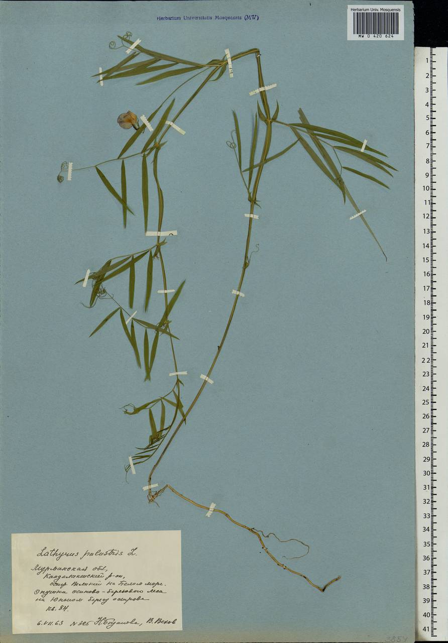 Lathyrus palustris L., Eastern Europe, Northern region (E1) (Russia)