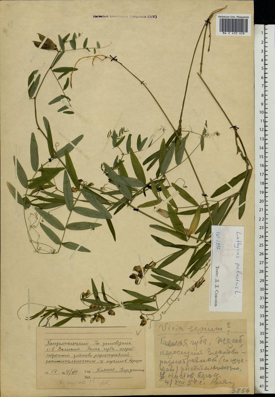 Lathyrus palustris L., Eastern Europe, Northern region (E1) (Russia)