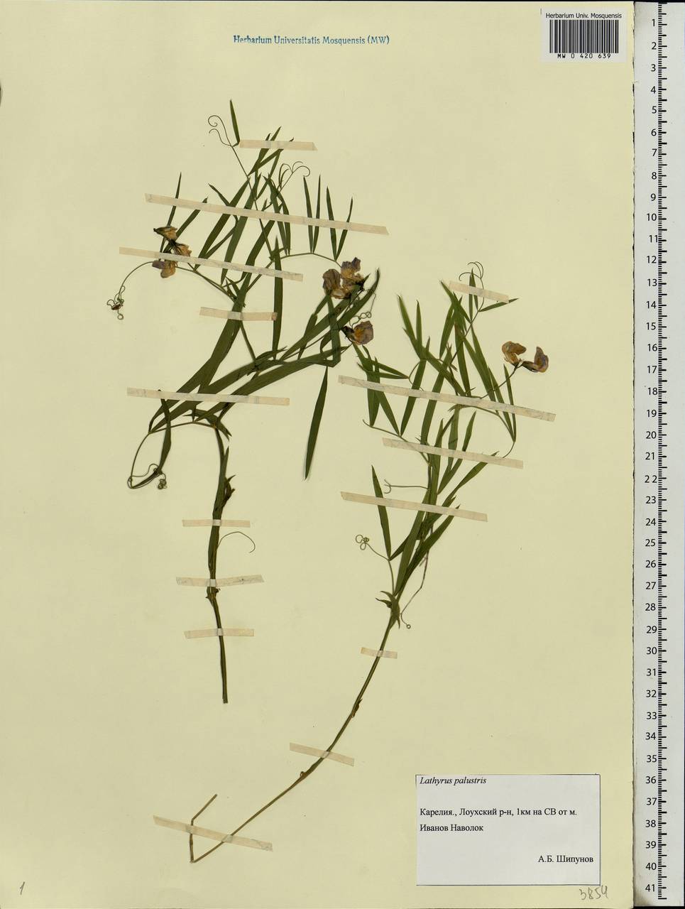 Lathyrus palustris L., Eastern Europe, Northern region (E1) (Russia)