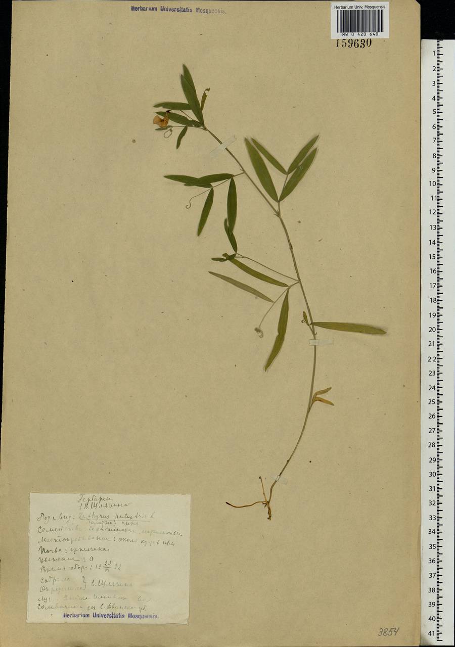 Lathyrus palustris L., Eastern Europe, Northern region (E1) (Russia)