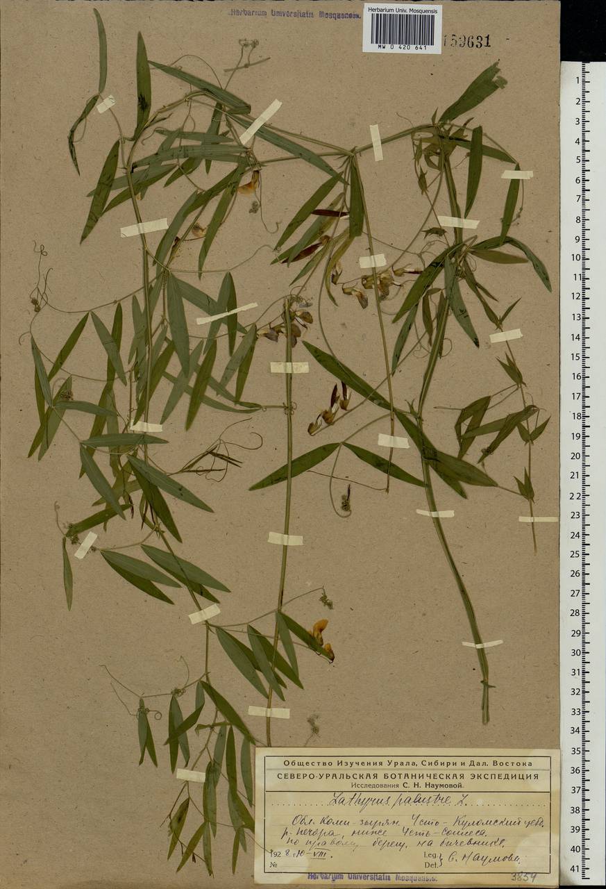 Lathyrus palustris L., Eastern Europe, Northern region (E1) (Russia)