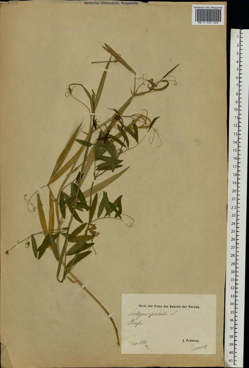 Lathyrus palustris L., Eastern Europe, Estonia (E2c) (Estonia)