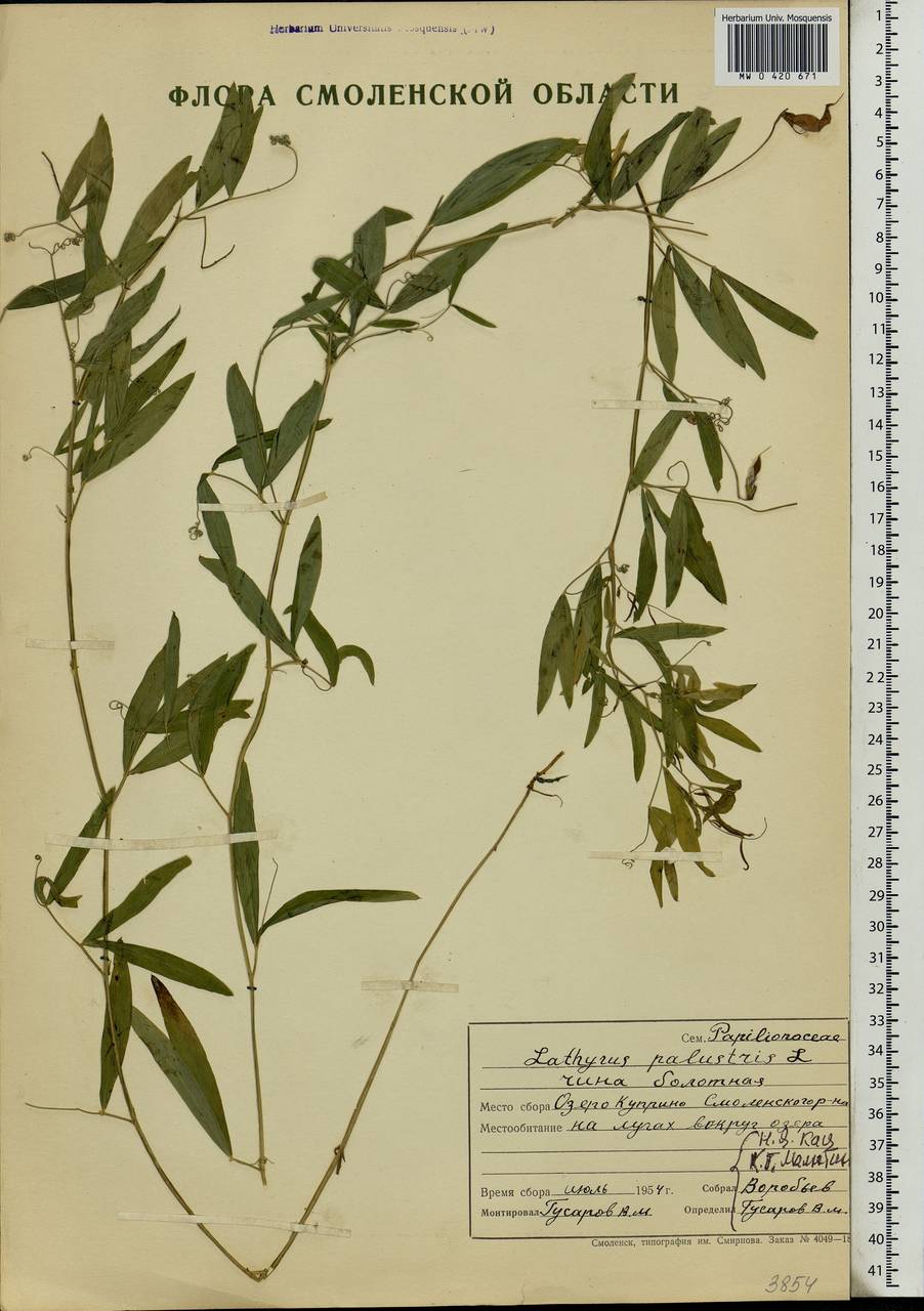 Lathyrus palustris L., Eastern Europe, Western region (E3) (Russia)