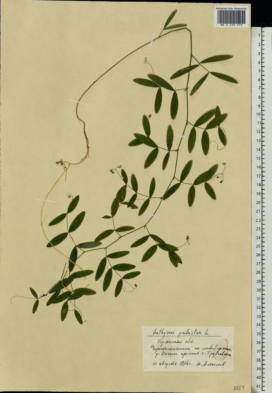 Lathyrus palustris L., Eastern Europe, Western region (E3) (Russia)