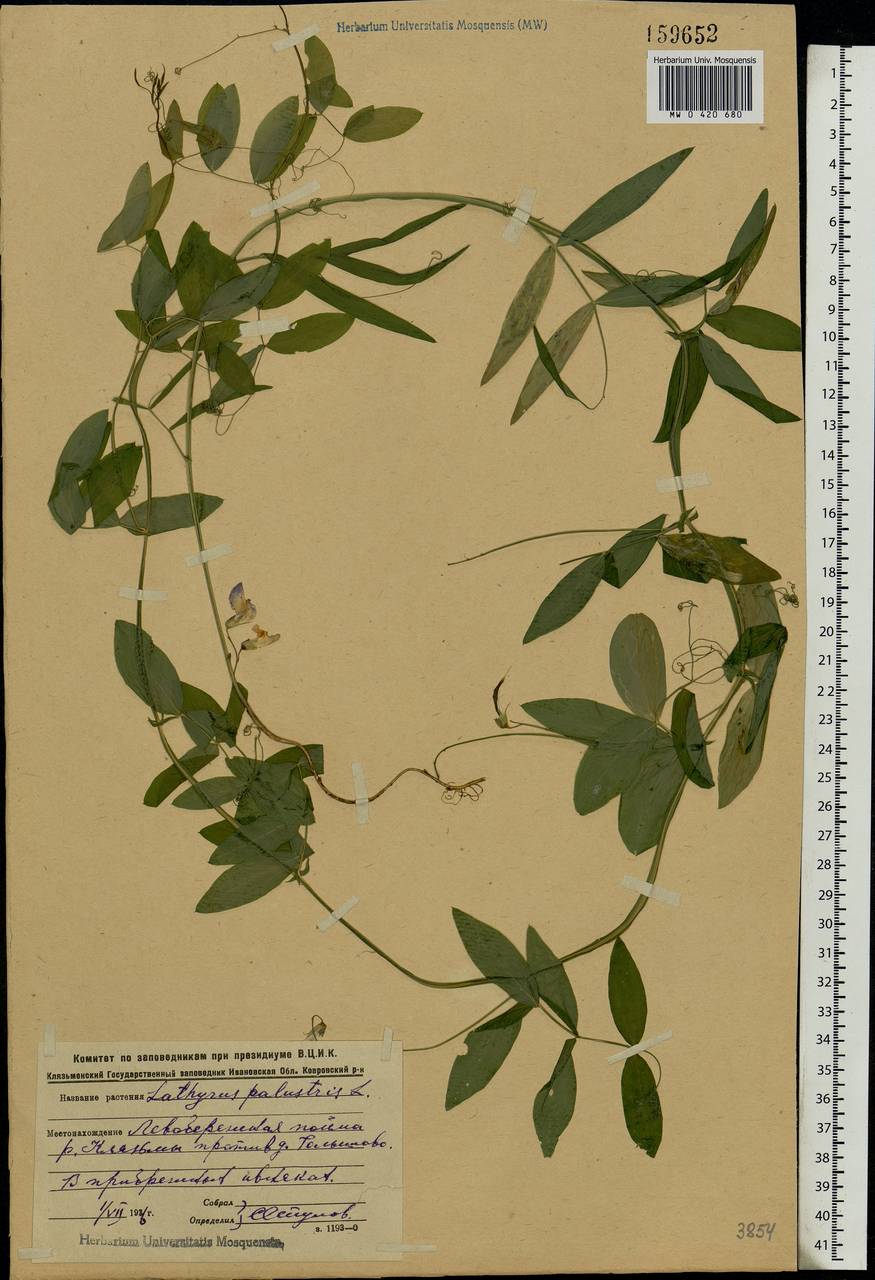 Lathyrus palustris L., Eastern Europe, Central region (E4) (Russia)