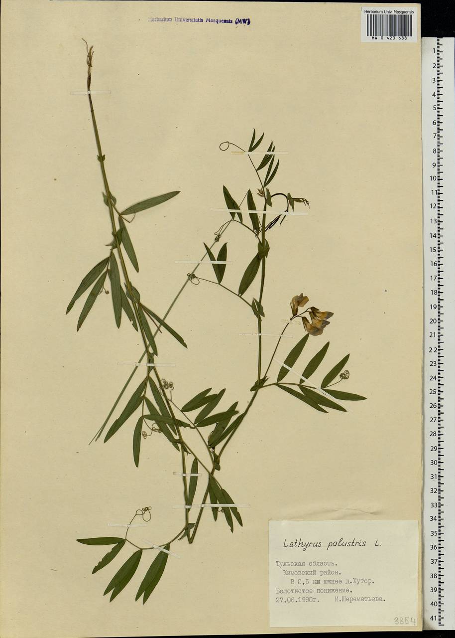 Lathyrus palustris L., Eastern Europe, Central region (E4) (Russia)