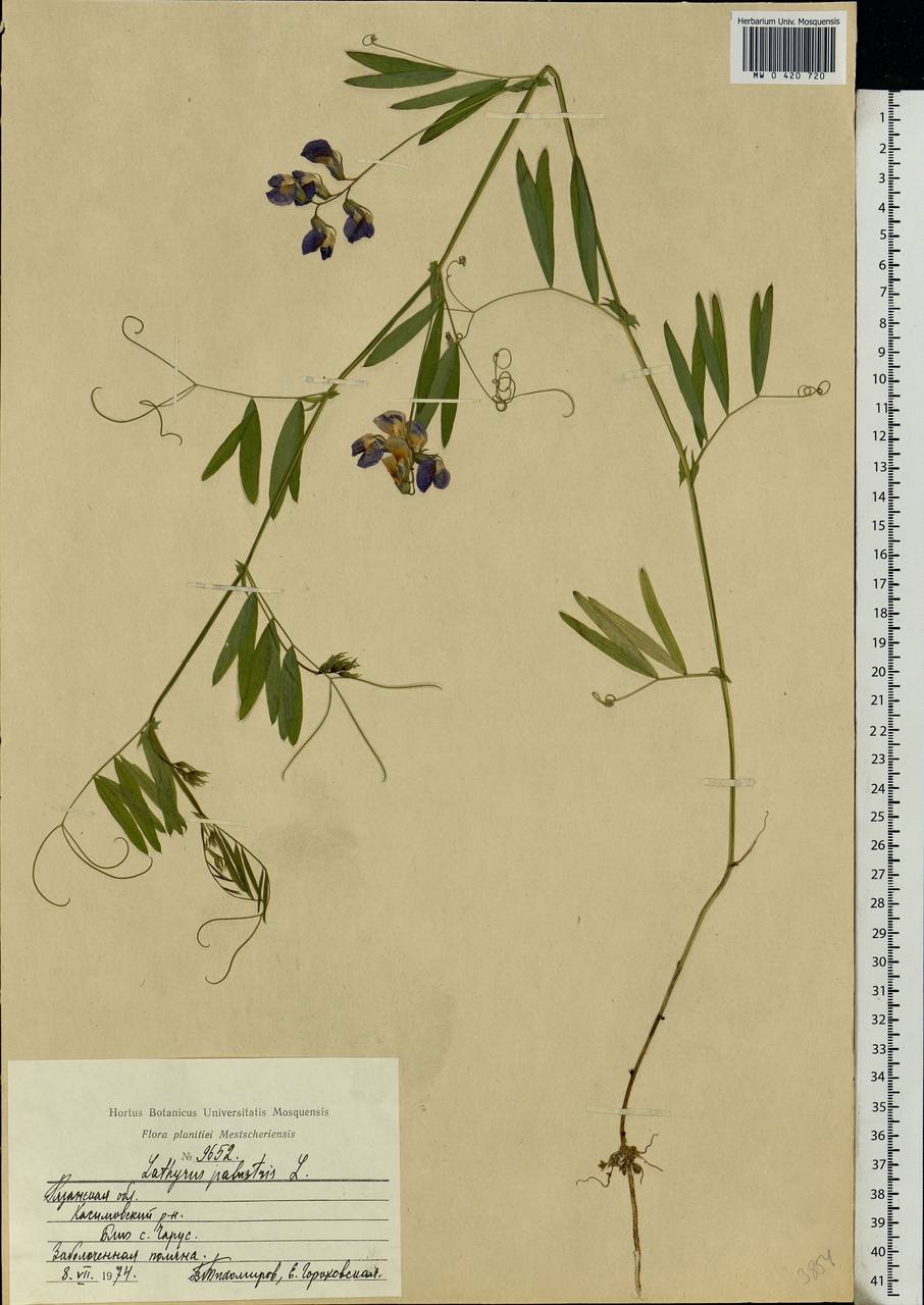 Lathyrus palustris L., Eastern Europe, Central region (E4) (Russia)