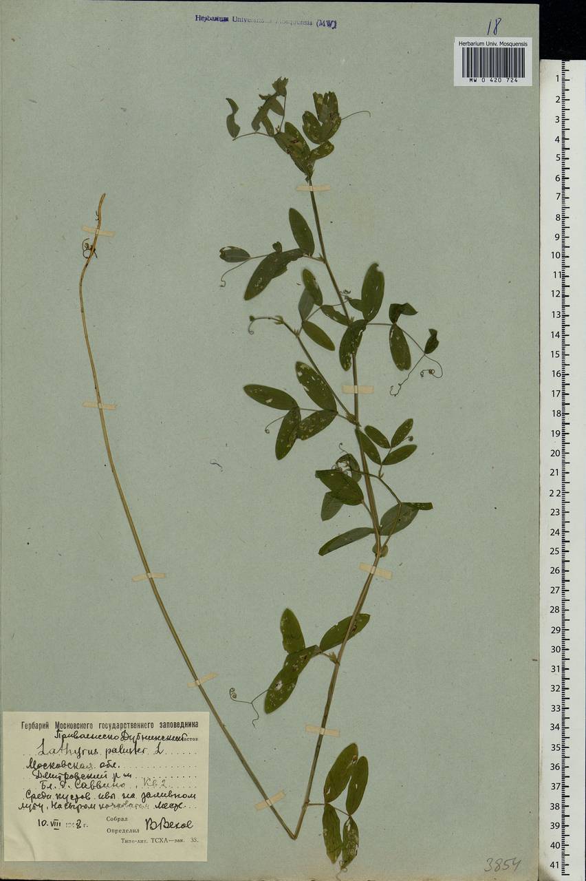 Lathyrus palustris L., Eastern Europe, Moscow region (E4a) (Russia)