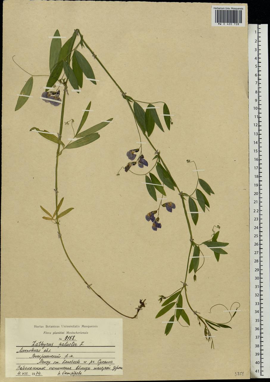 Lathyrus palustris L., Eastern Europe, Moscow region (E4a) (Russia)