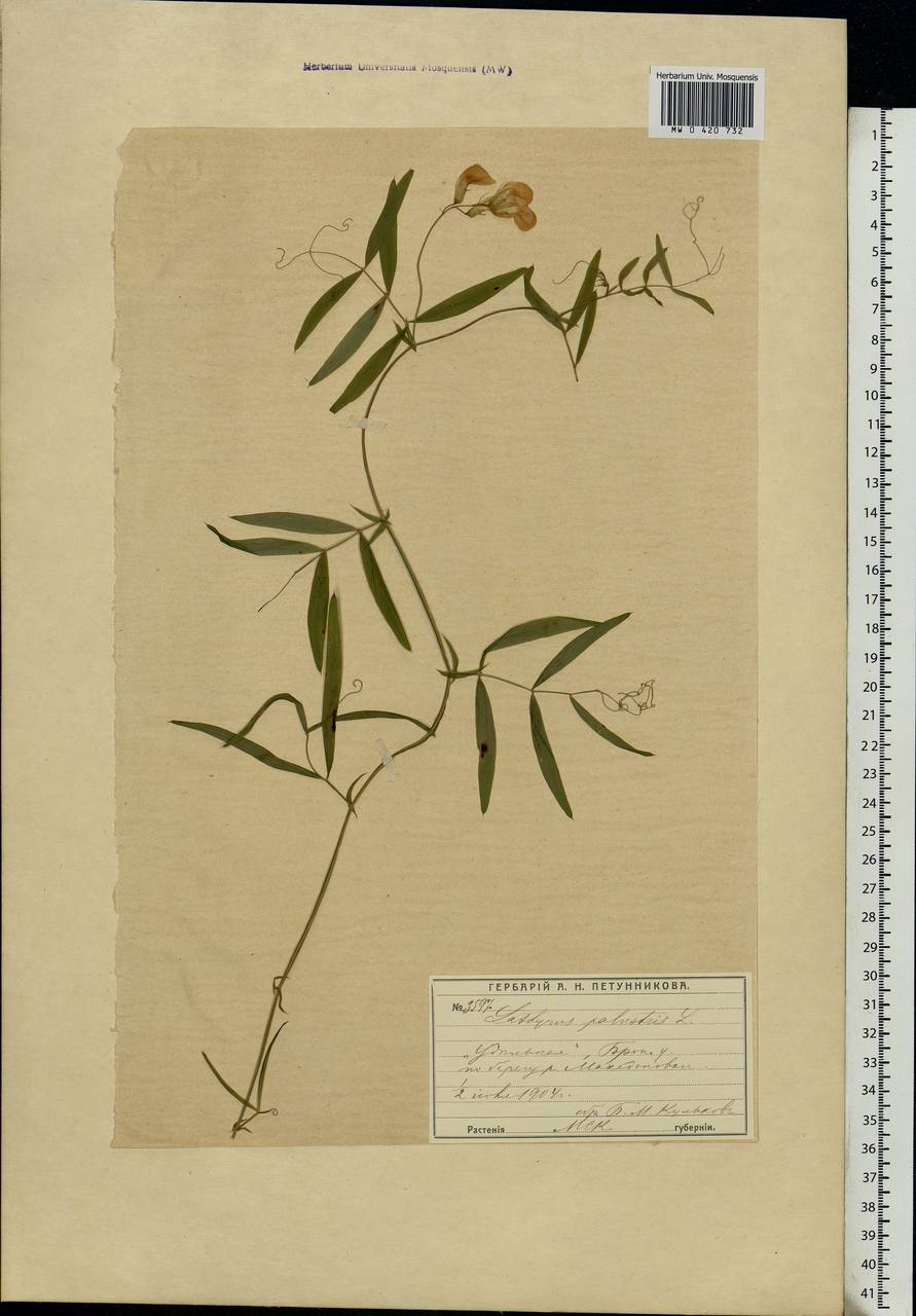 Lathyrus palustris L., Eastern Europe, Moscow region (E4a) (Russia)