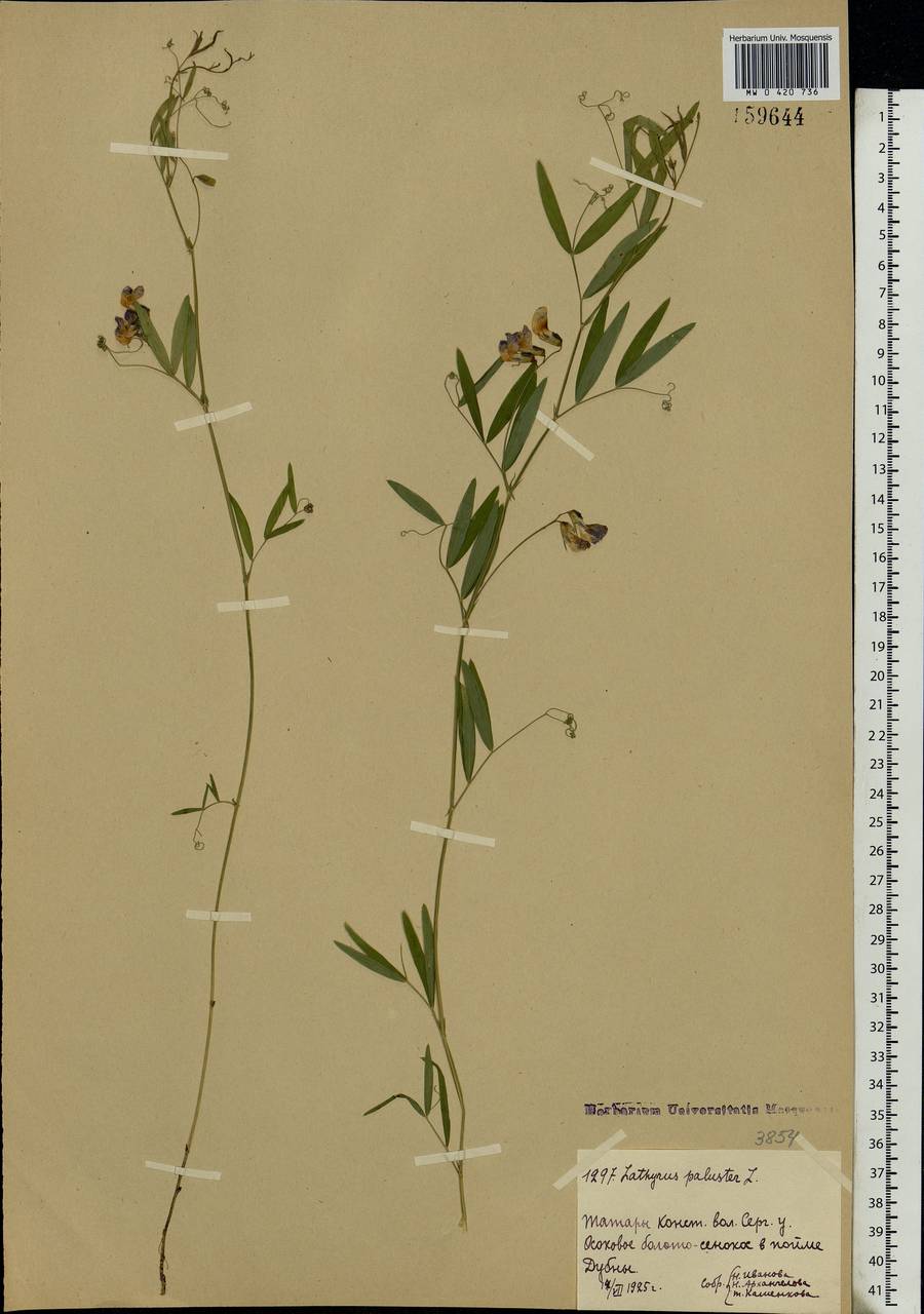 Lathyrus palustris L., Eastern Europe, Moscow region (E4a) (Russia)