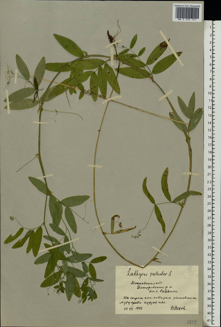 Lathyrus palustris L., Eastern Europe, Moscow region (E4a) (Russia)