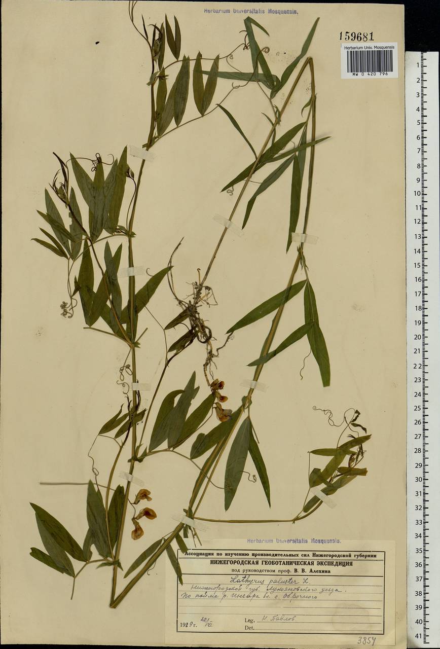 Lathyrus palustris L., Eastern Europe, Middle Volga region (E8) (Russia)