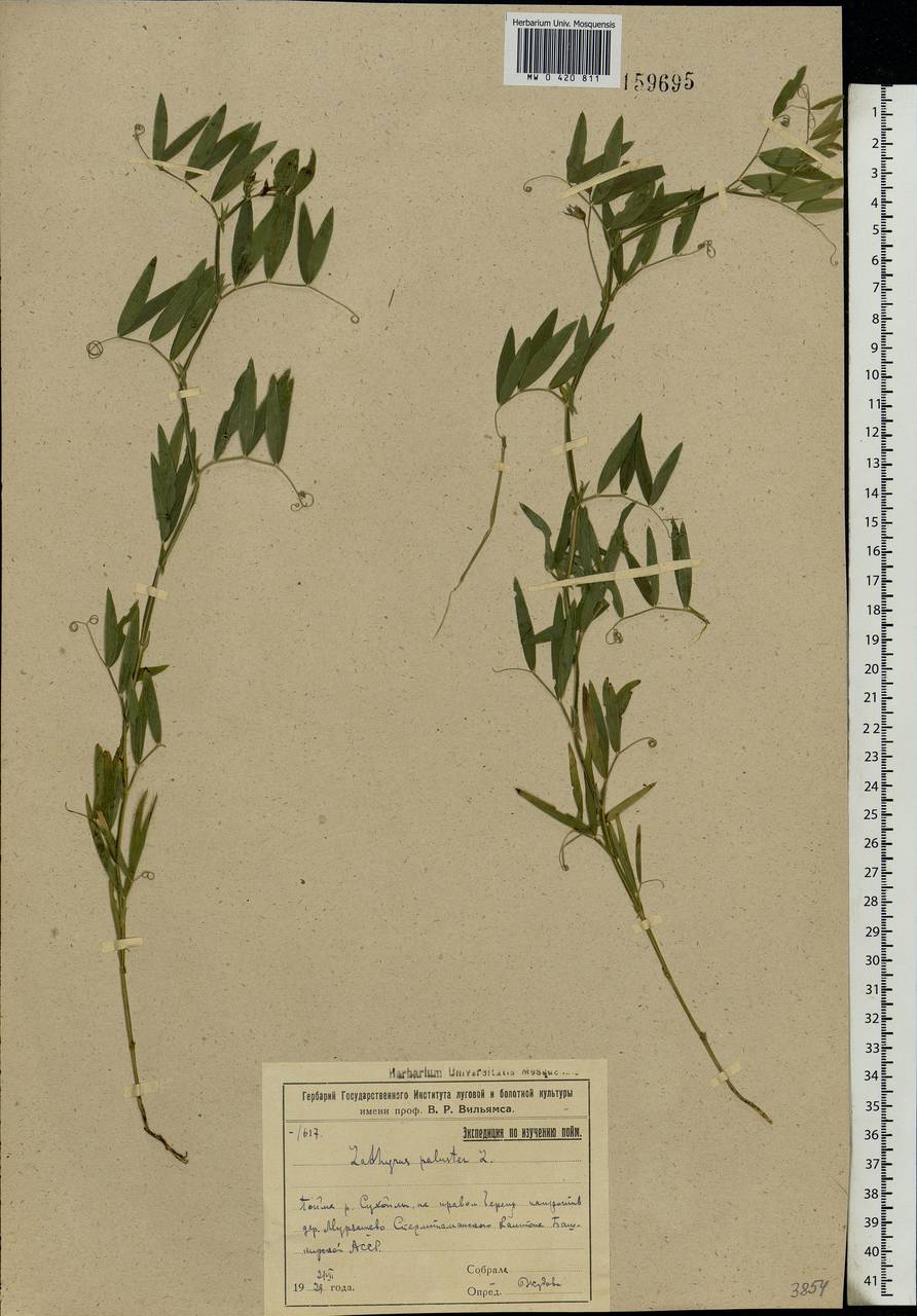 Lathyrus palustris L., Eastern Europe, Eastern region (E10) (Russia)