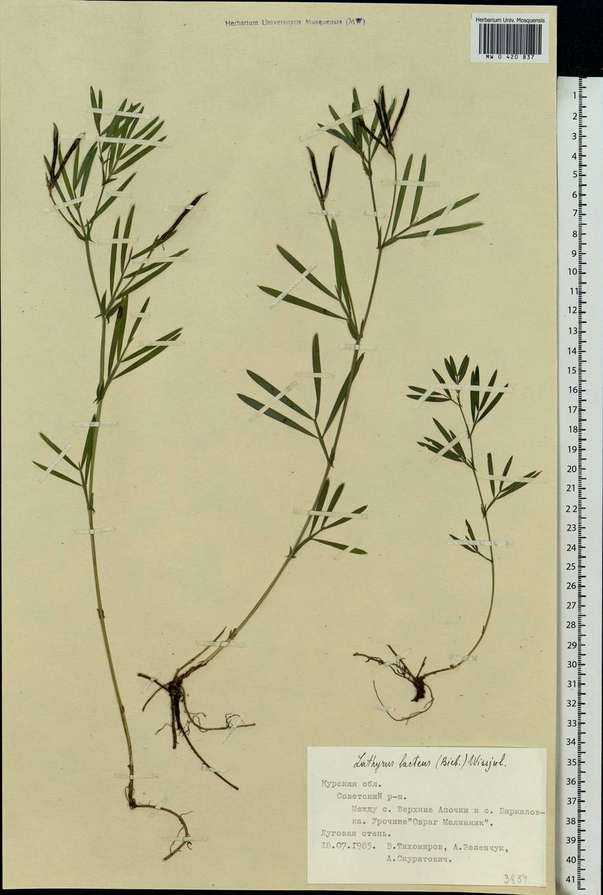 Lathyrus pannonicus (Jacq.)Garcke, Eastern Europe, Central forest-and-steppe region (E6) (Russia)