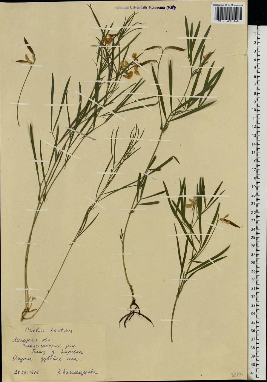 Lathyrus pannonicus (Jacq.)Garcke, Eastern Europe, Central forest-and-steppe region (E6) (Russia)