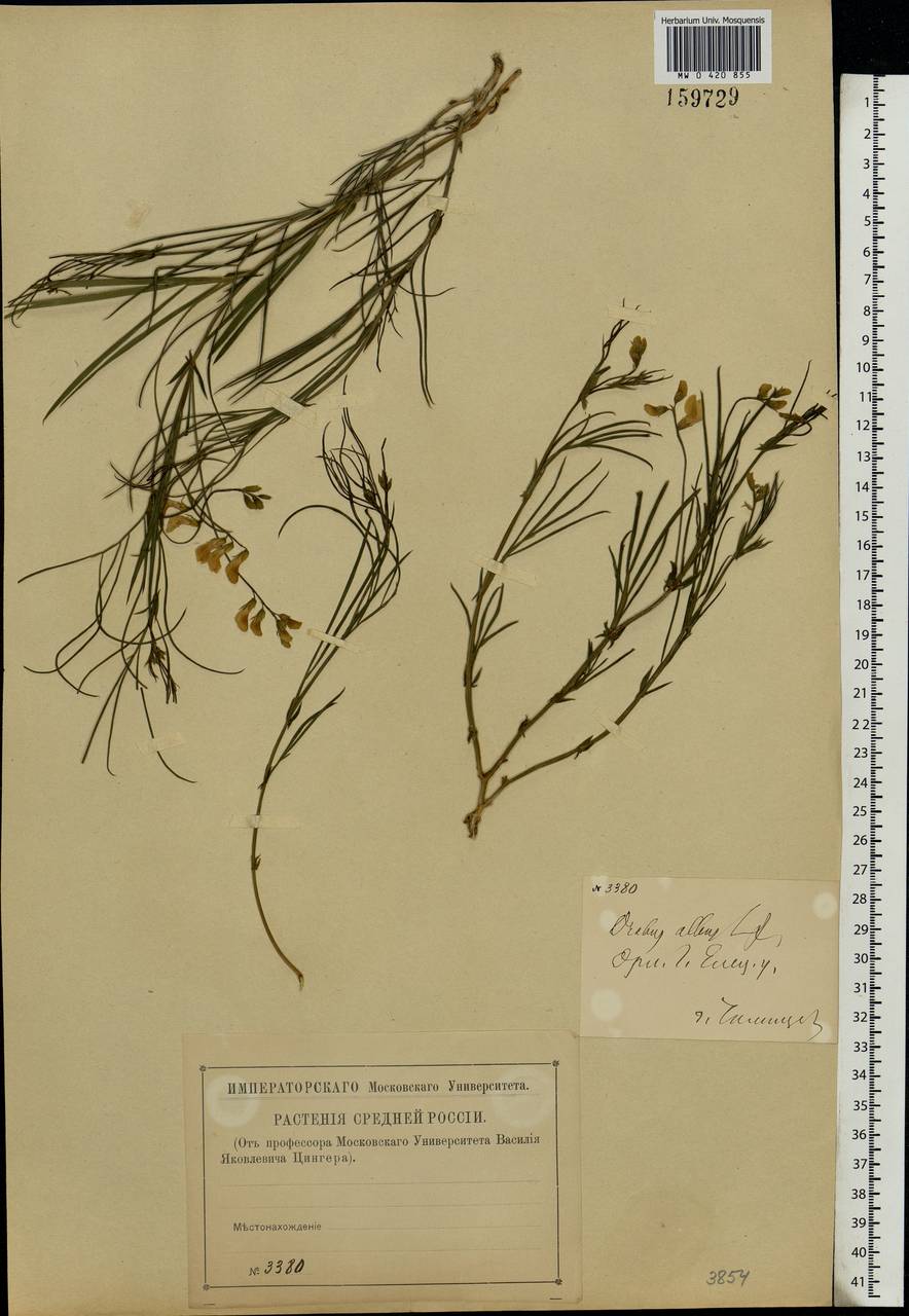 Lathyrus pannonicus (Jacq.)Garcke, Eastern Europe, Central forest-and-steppe region (E6) (Russia)