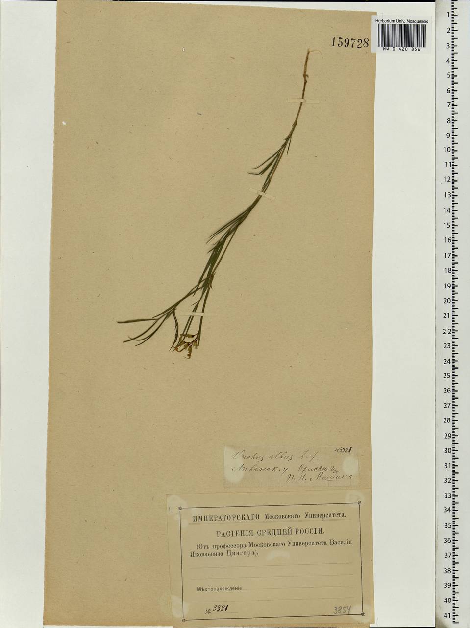 Lathyrus pannonicus (Jacq.)Garcke, Eastern Europe, Central forest-and-steppe region (E6) (Russia)