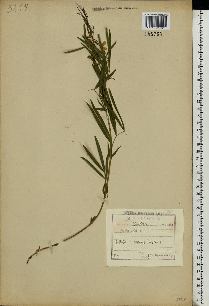 Lathyrus pannonicus (Jacq.)Garcke, Eastern Europe, Central forest-and-steppe region (E6) (Russia)