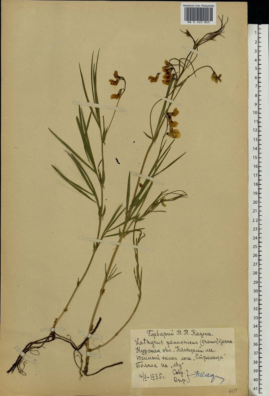 Lathyrus pannonicus (Jacq.)Garcke, Eastern Europe, Central forest-and-steppe region (E6) (Russia)