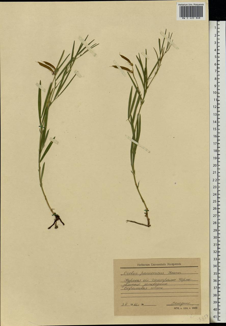 Lathyrus pannonicus (Jacq.)Garcke, Eastern Europe, Central forest-and-steppe region (E6) (Russia)