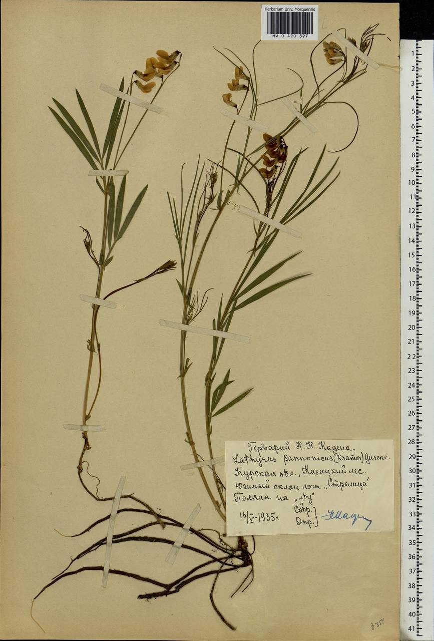 Lathyrus pannonicus (Jacq.)Garcke, Eastern Europe, Central forest-and-steppe region (E6) (Russia)